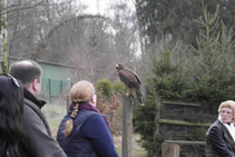 die Falken kammen ganz nah